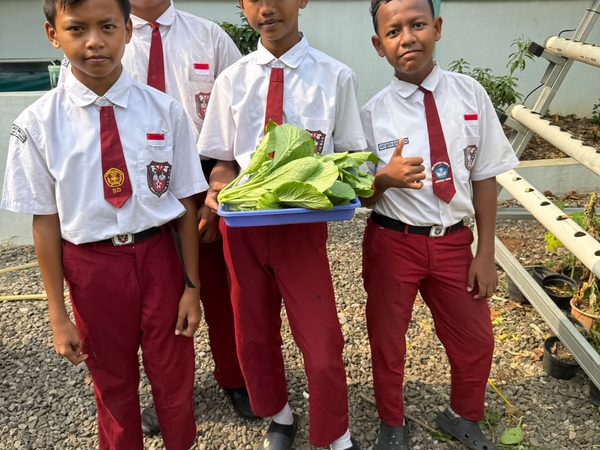 Murid SDN Pisangan Timur 11 Panen Sawi, Kangkung, dan Mangga, Wujudkan Pembelajaran Berbasis Lingkungan